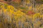 USA-Colorado-Uncompahgre National Forest Aspens on mountainside in autumn Art Print